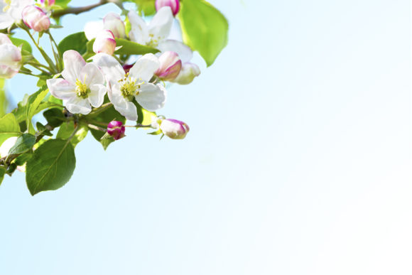 Exploring the Charm of Apple Blossom Backgrounds
